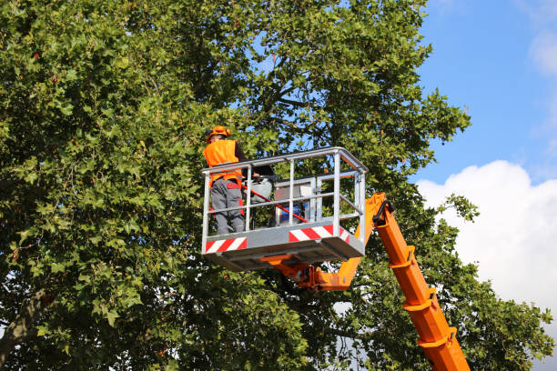 Professional Tree Removal and Landscaping Services in St Francisville, LA